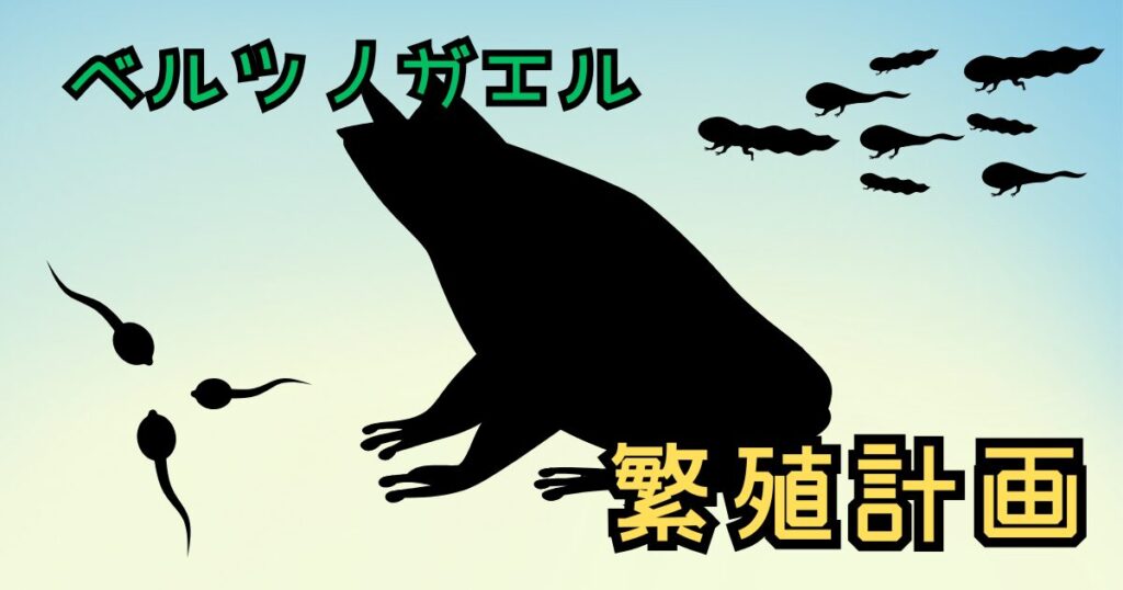 ベルツノガエル繁殖計画